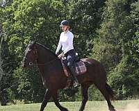 performance-friesian-horse