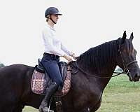 ranch-friesian-horse
