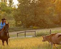 ranch-work-friesian-horse