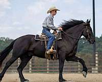 ridden-english-friesian-horse