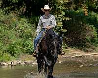 ridden-western-friesian-horse