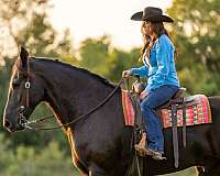 show-friesian-horse