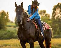 sport-friesian-horse