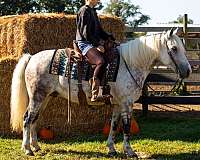 athletic-draft-horse
