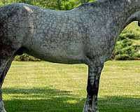 beginner-draft-horse