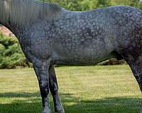 driving-draft-horse