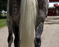 flashy-draft-horse
