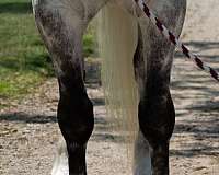 jumping-draft-horse
