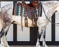 hunter-jumper-draft-horse