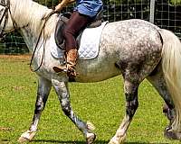 parade-draft-horse