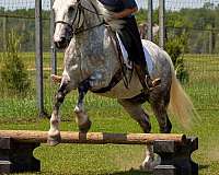 ridden-english-draft-horse