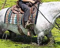 ridden-western-draft-horse