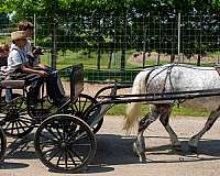show-draft-horse