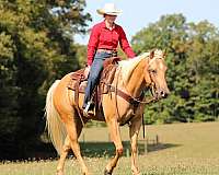 athletic-quarter-horse