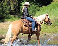 husband-safe-quarter-horse