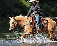 kid-safe-quarter-horse