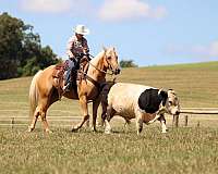 performance-quarter-horse