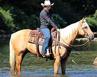 lesson-quarter-horse