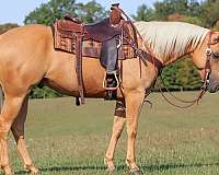 ranch-work-quarter-horse
