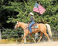 roping-quarter-horse