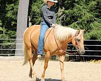 show-quarter-horse