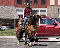 all-around-gypsy-vanner-horse