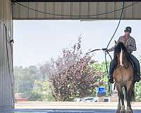 athletic-gypsy-vanner-horse