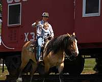 beginner-gypsy-vanner-horse