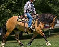 cross-gypsy-vanner-horse