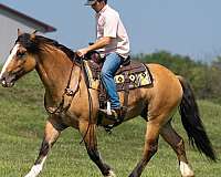dressage-gypsy-vanner-horse