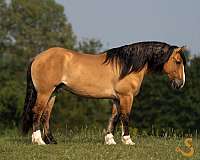flashy-gypsy-vanner-horse