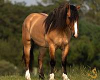 jumping-gypsy-vanner-horse