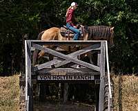 kid-safe-gypsy-vanner-horse