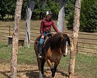 parade-gypsy-vanner-horse