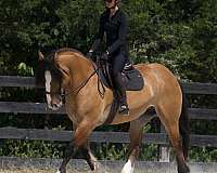 performance-gypsy-vanner-horse