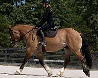 ranch-gypsy-vanner-horse