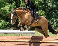 ridden-english-gypsy-vanner-horse