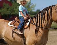 ridden-western-gypsy-vanner-horse
