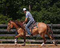 calf-roping-quarter-horse
