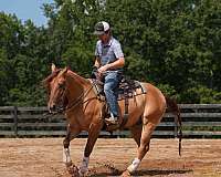 athletic-quarter-horse