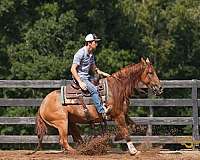 flashy-quarter-horse