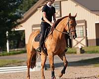 husband-safe-quarter-horse