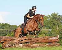 jumping-quarter-horse