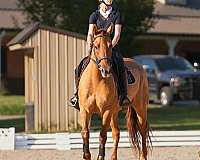 kid-safe-quarter-horse