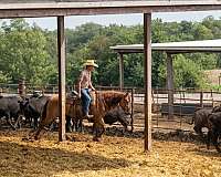 lesson-quarter-horse
