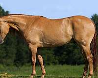 performance-quarter-horse
