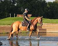 ranch-quarter-horse