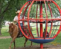 ranch-versatility-quarter-horse