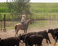 ranch-work-quarter-horse