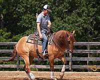 reining-quarter-horse